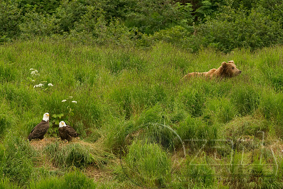 Eagle and bear