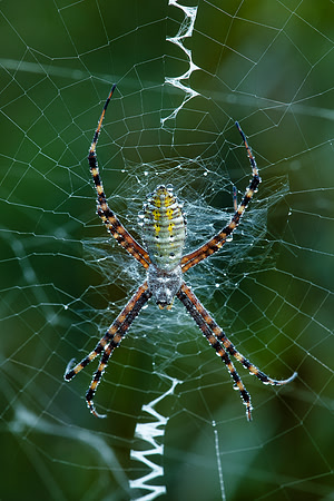 Dew Covered Garden Spider