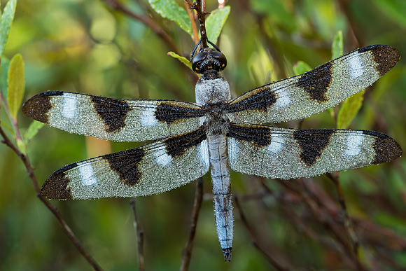 Morning Dragonfly