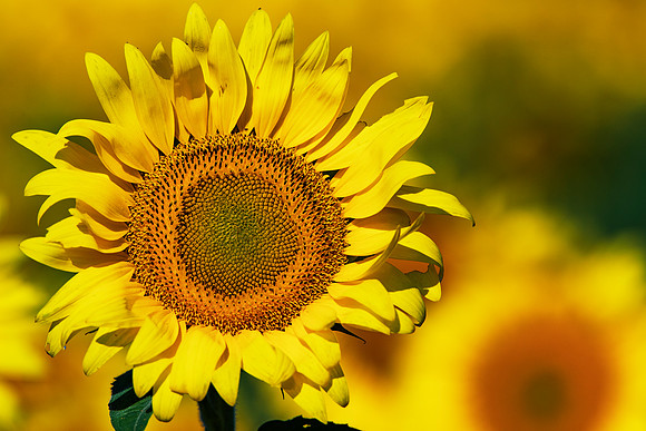 Long Island Sunflower