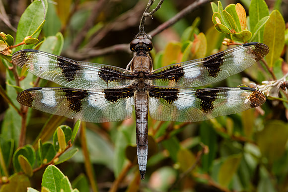 Twelve Spot Skimmer Dragonfly