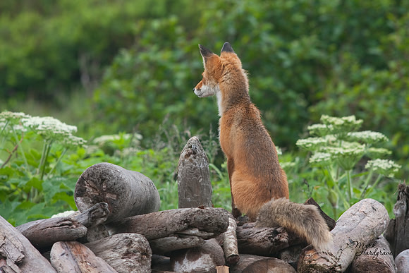On the look out