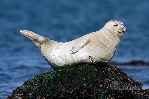 Sunbathing Harbor Seal